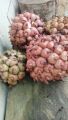 buah honje,buah kecombrang,asam cekala,. 