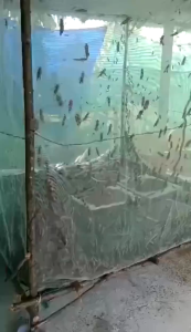 มุ้งเลี้ยงตั๊กแตนสีขาว กระชังเลี้ยงตั๊กแตน ความถี่ 22 ตา สูง 1.50 เมตร กระชังสำเร็จรูปพร้อมใช้งาน