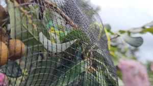 Bungkus Buah di Pohon 35*55 Dengan TALI Brongsong Matoah Klengkeng