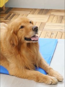 ผ้าเจลเย็นที่นอนเย็น, เบาะนอนเย็นสำหรับตวงเลี้ยง เย็นสบาย, เบาะนอนเย็นสำหรับสัตว์เลี้ยง เบาะนอนเย็นสำหรับสูนัก เบาะนอนเย็นสำหรับแมว และเบาะนอนเย็นสำหรับเย็นสบาย