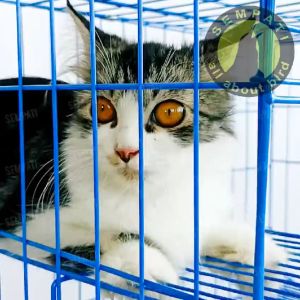 SEMPATI Sangkar Kandang Kucing 3 Tingkat Size L Besi Lipat Free Roda Tatakan Portable untuk Kucing Burung Kelinci Hamster Sugar Glider