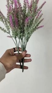 Mengenal ACC Tanaman Hias Pamelo Cabang 5 Lavender Plastik Bedak