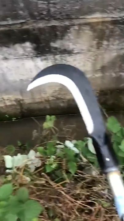 มีดขอชักตองด้ามยาว 80 ซม. เหล็กแมงกานีสแท้