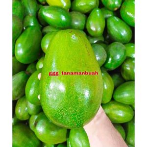 Bibit Alpukat Jumbo okulasi Cepat Berbuah Super
