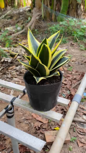 Chậu Lưỡi Hổ Búp Sen - Tổng thể tầm 20-30 cm - Size để bàn xinh xắn!