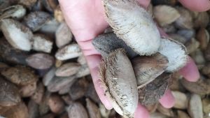 buah biji Ketapang kering untuk pakan burung kemasan paket 3.kilo gram