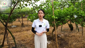 (Combo 2 chai Thiên Lôi)chai 1000ml-Kinh Bắc-Quản lý nhiều loại cỏ dại: Cỏ chanh màn trầu thài lài cỏ gấu và nhiều loại cỏ khác thuốc không mùi an toàn hiệu quả