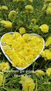 [Rẻ vô địch] Hoa Mười Giờ Thái Kép MÀU VÀNG Cành Tơ Siêu Khỏe Ra Rễ Sau 3 Ngày