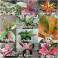 Promo Paket Aglonema 10 Jenis Barang Ok. 