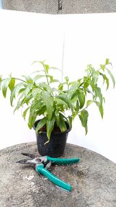 ต้นเสลดพังพอน ตัวเมีย เสลดพังพอน ส่งพร้อมกระถาง 5.5นิ้ว ต้นเสลดพังพอนตัวเมีย