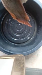 ฮอร์โมนผสมเทียมกบ-ปลา 5ML ชนิดผง 1 กระปุก (ไม่ต้องผสมอะไร) - พร้อม ผ่านอุปกรณ์การใช้แถมอาหารชนิด 150 ไมโครกรัม