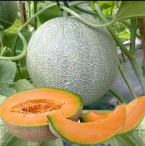 PROMO BENIH MELON MADU SUPER 50 BIJI TERLARIS DAN TERMURAH