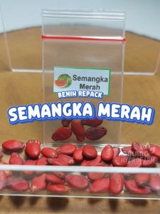 Benih Semangka Merah Unggulan berkualitas biji bibit tanaman sayuran hydroponik hidroponik sayur buah