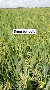 BENIH BIBIT PADI CAKRABUANA 04 KWALITAS UNGGUL SUPER GENJAH BERBOBOT TANAH CUACA PER 1KG