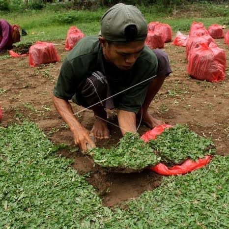 Rumput%20gajah%20mini%20ukuran%2050cm%20x%2050cm%20persegi%20-%20Image%204