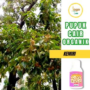 Pupuk Organik Cair Untuk Kemiri 100 Ml Agar Berbuah Lebat Dan Tumbuh Subur By Jagotani Yogyakarta