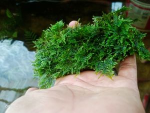 Moss mini crismos media pakis lempeng tanaman aquascape