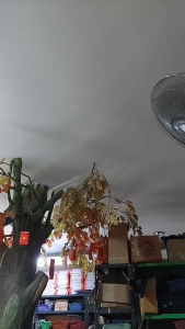 promo 2pc Lampu utama H6 projector AC DC High Low Jauh dekat type laser