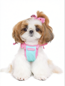 Mooki pet | Đầm Cho Chó Thiết Kế Hàn Quốc Mùa Hè
