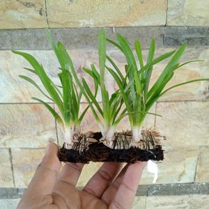 Sagittaria subulata Tanaman Aquascape Media Lempeng Pakis Super