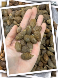 Hạt Đười Ươi Bay Loại 1 - Khô Tự Nhiên Nở Đều Sạch - Nguyên Liệu Nấu Nước Giải Nhiệt Mùa Hè