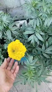 เมล็ดพันธู์ ดาวเรือง ***แบ่งขาย 15 เมล็ด*** ดอกใหญ่ ดอกดกมาก ดอกสีสวย กลมใหญ๋ ต้นสูง 80-120ซม. ดอกใหญ่8-10 ซม. แบ่งใส่ถุงซิบล๊อก มีใ้หเลือก 4 รายการ