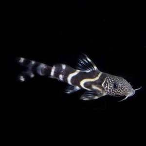 Mustard Squeaker Catfish/Synodontis Catfish/Readystock/Freshwater/Ornamental Fish