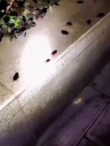 ( a 50 Bag ) Green Leaf Roach Killer Cockroach Killing Bait Cockroach Killer Powder Cockroach Trap Cockroach Poison Cockroach Bait