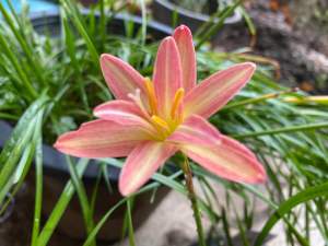 ญ.หัวดอกบัวดิน Lemon Fancy หัวละ 50 บาท