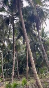 Dầu Dừa ép lạnh nguyên chất - Tinh dầu dừa hữu cơ ép lạnh làm Mỹ Phẩm dưỡng da Dưỡng Tóc Môi Mi massage cho bé - Sunstore