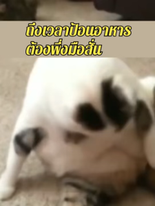 ช้อนตวงอาหารสัตว์เลี้ยง ช้อนตักอาหารสัตว์เลี้ยง ใช้ได้กับทั้งเม็ด และผง มีมาตรวัด ได้มาตรฐาน ปรับระดับได้ ถ้วยตวงพลาสติก ช้อนตวงอาหารแมว ช้อนตวงอาหารสัตว์เลี้ยงแบบพกพา ช้อนตวงอาหารสัตว์เลี้ยงแบบมีหูจับ