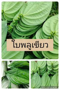 ใบพลูสด ใบพลูกินหมาก 100 กรัม ปลอดสาร