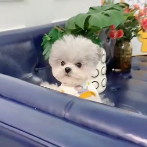 MADDIE เสื้อผ้าฤดูใบไม้ผลิและฤดูร้อนสำหรับสุนัขและแมวขนาดเล็กและขนาดกลางพร้อมลายหมีสุดน่ารัก QHMPS00082