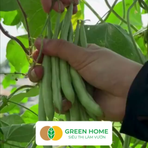 Hạt Giống Đậu Cove Greenhome Gói 20gr~90 hạt Dễ Trồng Quanh Năm Nảy Mầm Cao Thu Hoạch Nhanh Năng Suất Cao T07
