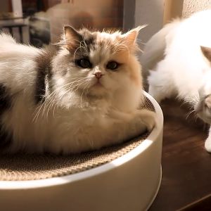 Cat Scratch Board Cat Play Claw Free Cat Mint Cat Kitten Claw Cat Tree Cat Toy Scratching Post Papan Calar Kucing 猫抓板