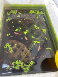 Thức ăn cho cá 7 màu bình tích beta cá hạt lựu cá thích ăn dễ tiêu hóa (100 gam)