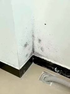 【The mold is gone】 molds remover spray 650g Say goodbye to moldy walls and furniture mold remover mold and mildew remover mold and mildew cleaner anti mold for room wood mold remover mildew remover mold and mildew remover mould remover