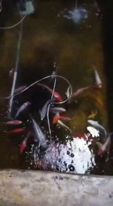 Paket Lengkap Aerator 4 Lubang Cabang 4 Aquascape Aquarium Kolam Gelembung Udara Aquarium Airator Airrator