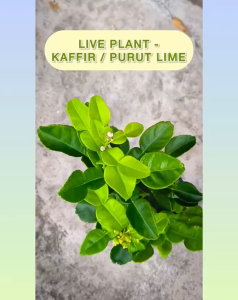 [Real Plant] Lime Leaf Plant – UrbanZest Lime