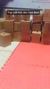 25g trứng ruồi lính đen sâu canxi