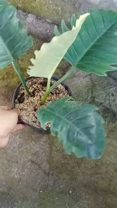 Philodendron Green Saw -  - Pokok Philodendron Gergaji Hijau - फिलोडेंड्रोन ग्रीन सॉ पौधा Philodendron Green Saw – Deep Green Jagged Leaves Tropical Split-Leaf Aroid Fast-Growing Climber Decorative Indoor Jungle Plant LIVE PLANT