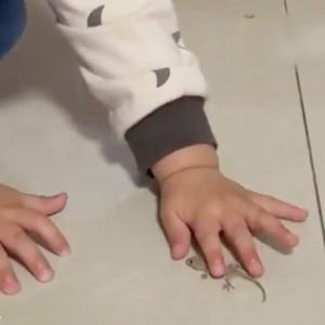 lizard killer bait Lizard killer racun cicak paling kuat ubat cicak paling berkesan killer lizard repellent Suitable for all household pests ubat cicak paling berkesan 壁虎驱除剂