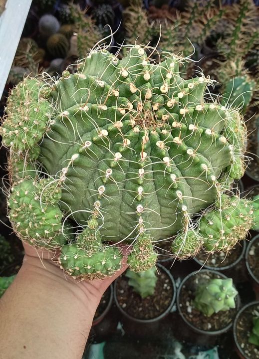silver torch cactus Cleistocactus Straussii (Silver Torch)