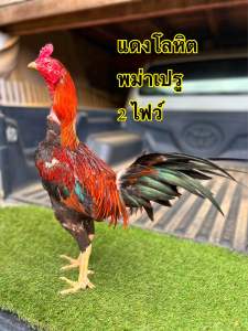 ไข่เชื้อพม่าเปรู เบอร์แข้งแรง ขยัน เน้นแผล สนใจสั่งเลย