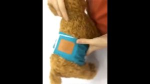 Pet Male Dogs Physiological Pants Breathable Underwear Belly Band Pet Washable Diaper S-XL