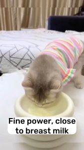 300g Dog/Cat Goat Milk kitten Health and Nutrition goate dog milk for puppy powder Applicabl