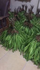 PETE TUA SEGAR KUALITAS SUPER PILIHAN HARGA PROMO ISI 10 LONJOR BONUS 2 LONJOR