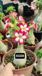 Mini Adenium Obesum Bonsai ID XG08 迷你富贵花