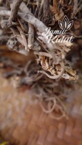 Akar Purwaceng Kering 100gr Asli Dieng - Untuk Ketahanan Pria