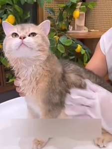 1Pack Isi 6Pcs Sarung Tangan Disposable Glove Wipes / Sarung Tangan Mandi Anjing & Kucing